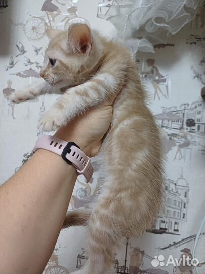 Котенок в добрые руки