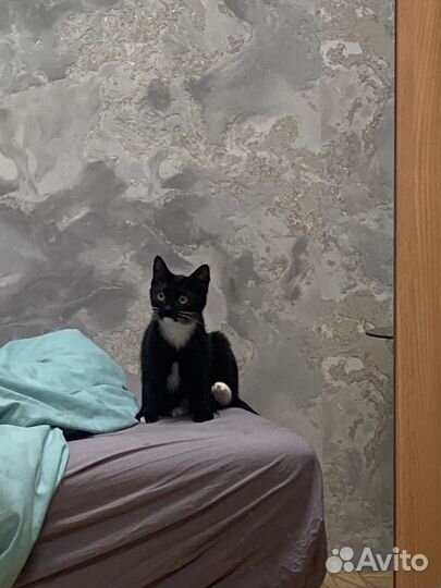 Котенок в добрые руки