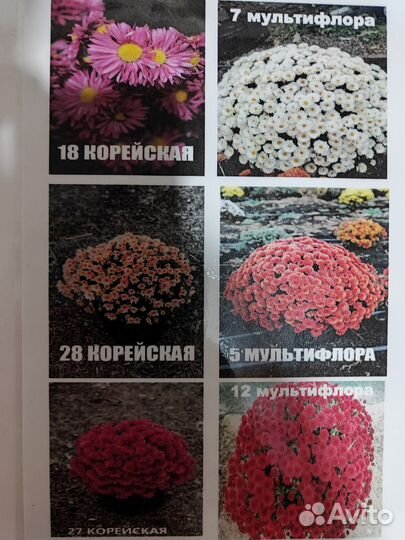 Хризантемы мультифлора