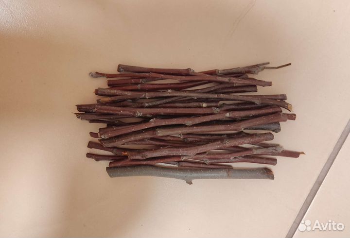 Свежие веточки яблони