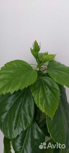 Гибискус китайская роза разные сорта