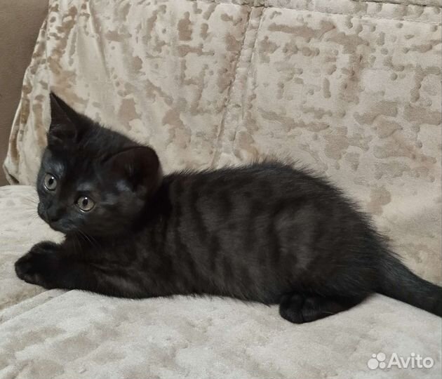 Британская кошка