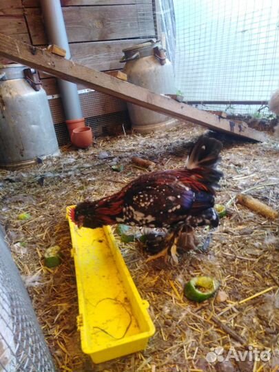 Петушки бентамки