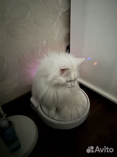 Любимый кот