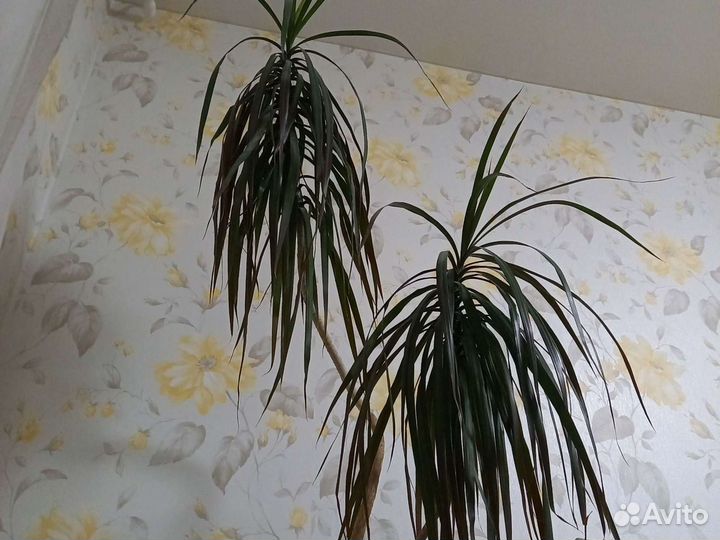 Пальма драцена (дерево )