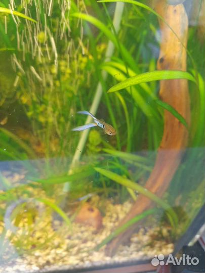 Рыбки-растения