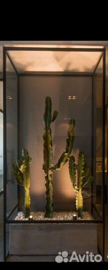 Кактус мексиканский молочай