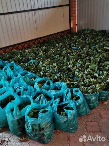 Рассада клубники Азия+