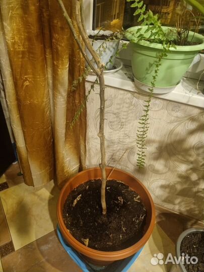 Лимонное дерево