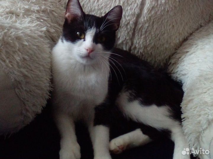 Кошка в добрые руки бесплатно