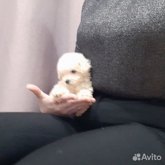 Мальтипу Супер микро Мини ф1f1 Москва