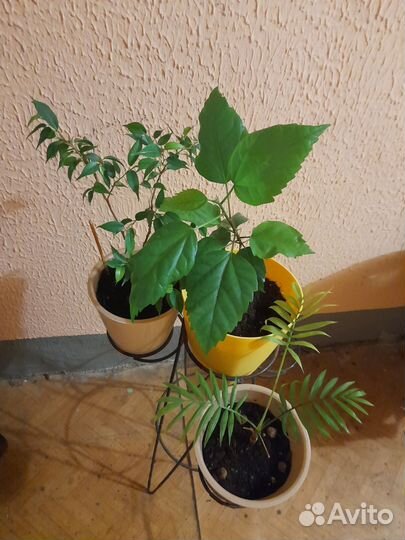 Пальма фикус гибискус