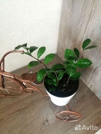 Замиокулькас