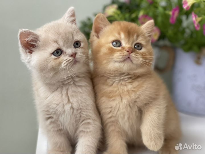 Британская