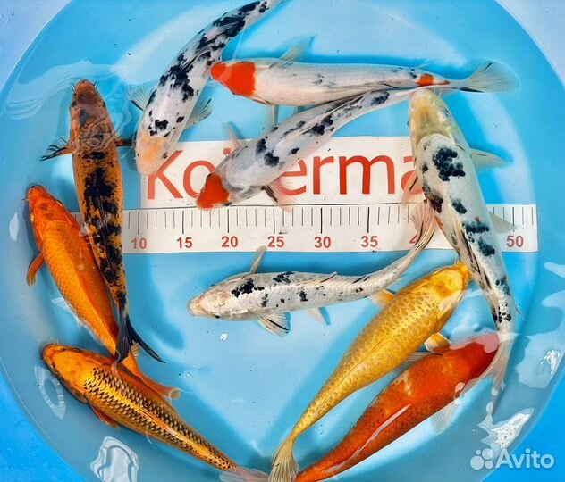 Зимостойкие Карп Кои: Яркая Порода