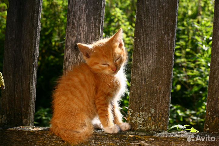 Котята от кошки крысоловки