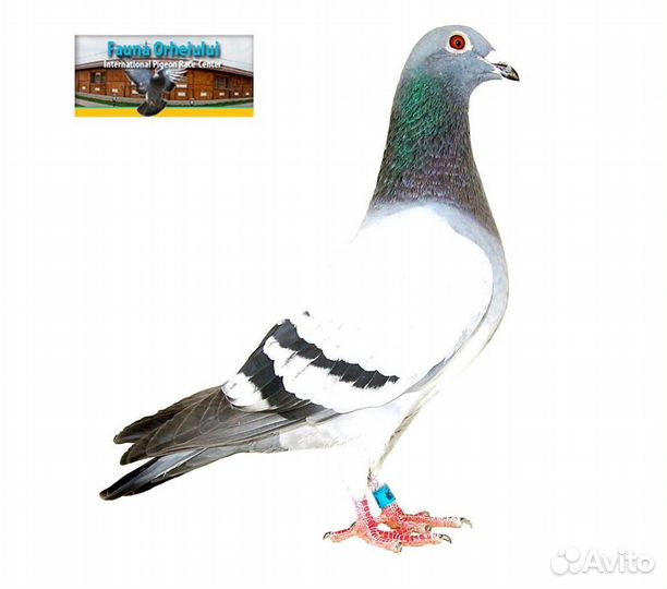 Спортивные голуби