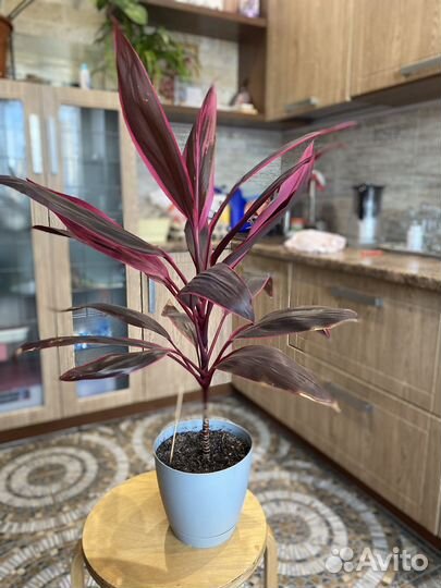 Кордилина