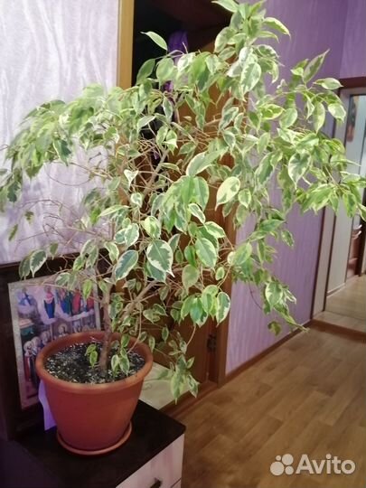 Бенджамина