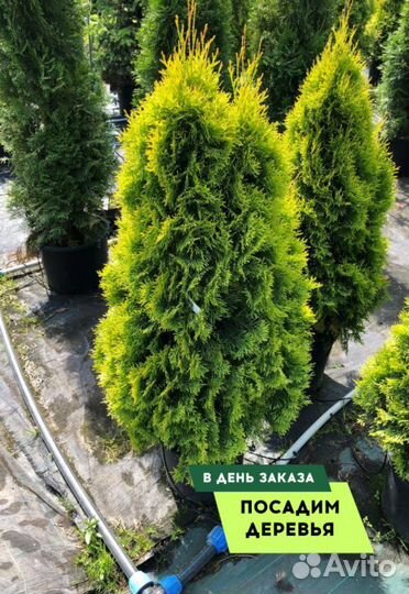 Туя сортовая Смарагд, Брабант,Колумна