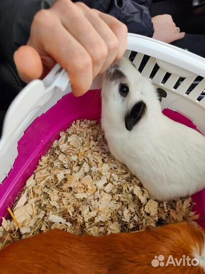 Морские свинки - лучшие питомцы