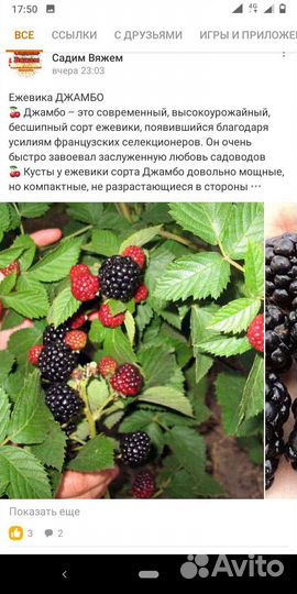 Ежевика саженцы