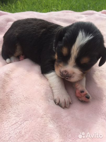 Щенок спаниеля метис