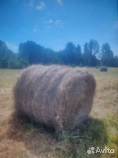 Сено в рулонах