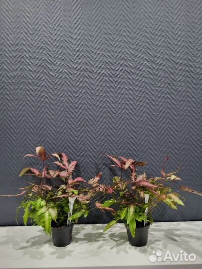 Папоротник птерис, дриаптерис