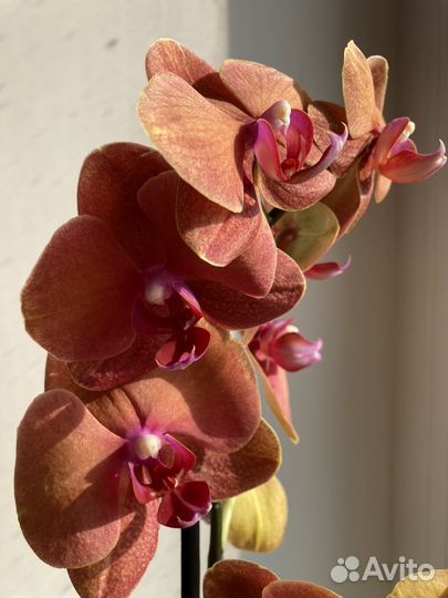 Орхидея фаленопсис