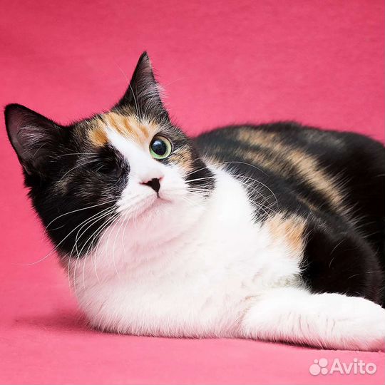 Трехцветную Ванду никто не замечает