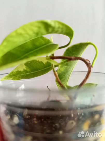 Фикус Вианди вариегатный