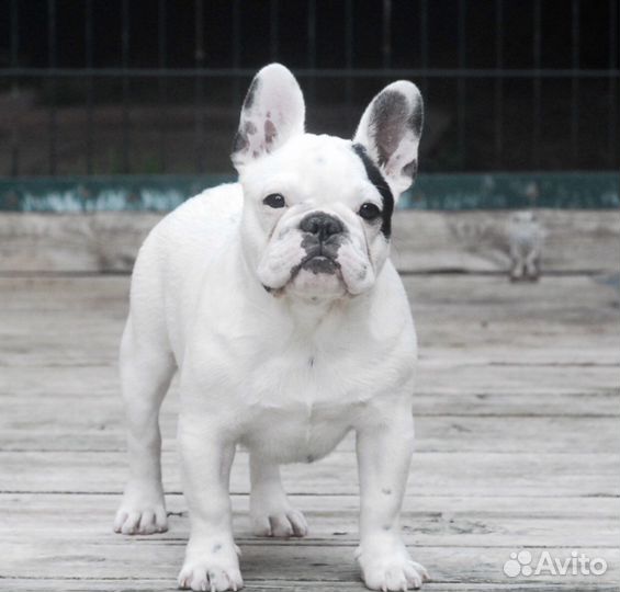 Подрощенный мальчик Марик, щенок французик