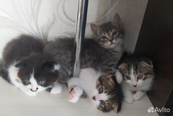 Вислоухие котята