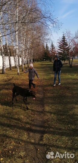 Вязка курцхар