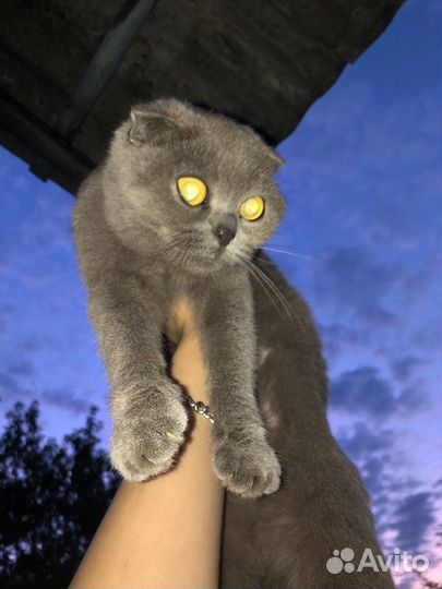 Вислоухая кошечка ищет любящих хозяев