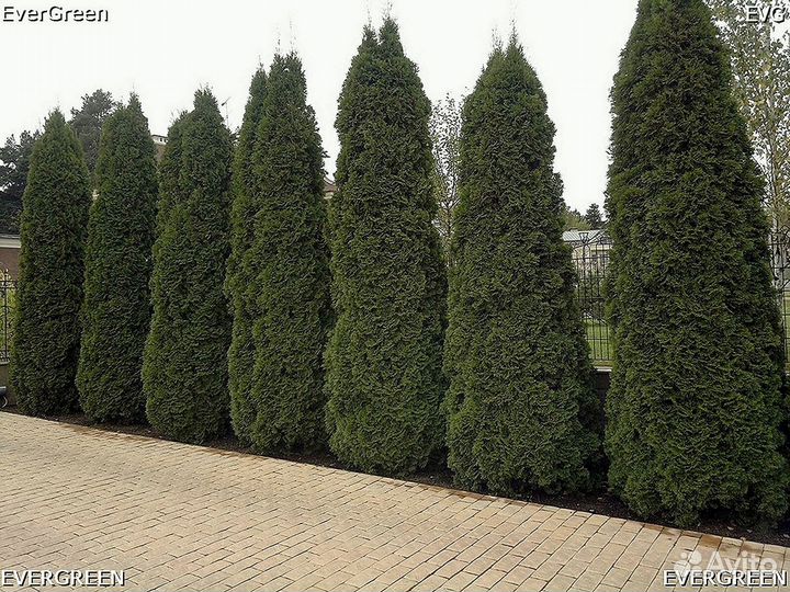 Туи премиум