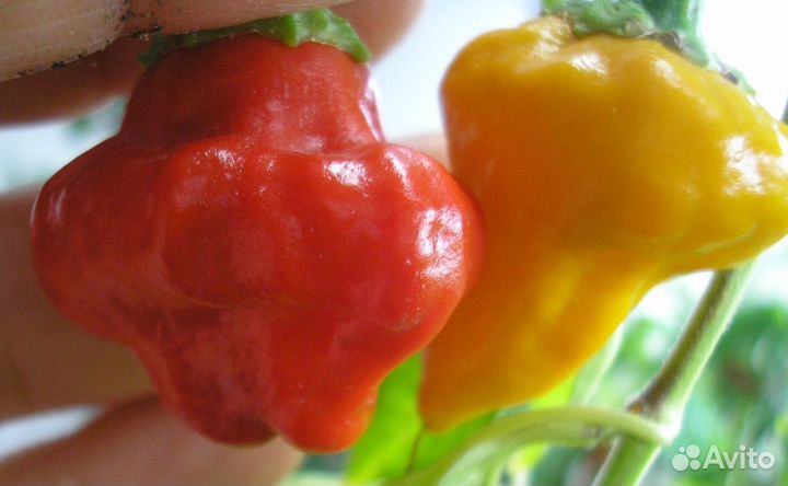 Семена сверхострых и острых перцев, Aloe juvenna