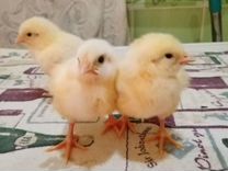 Бройлерные цыплята,яйцо импортное,вывод 2 июля