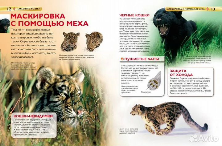 Бoльшие кошки. Детская энциклопедия. Джонатан Шейх