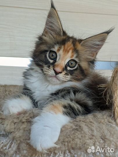 Котёнок мейн кун
