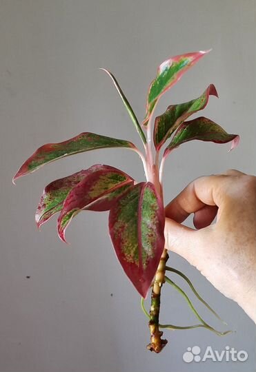 Аглаонема крит