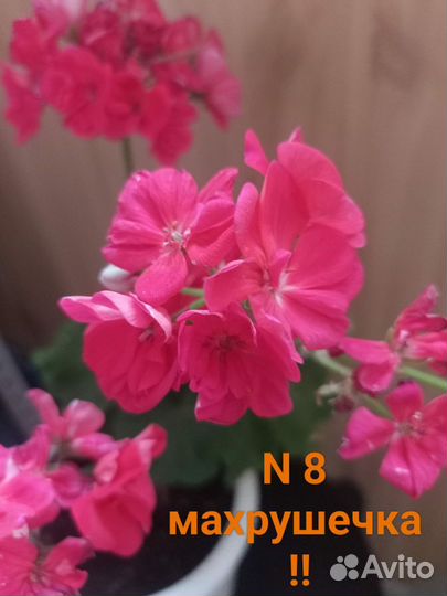 Герань пеларгония