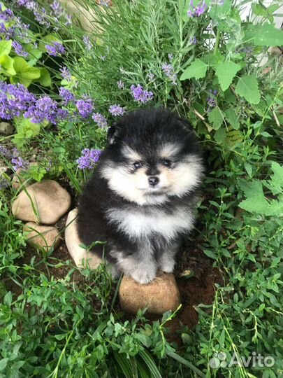 Щенки померанского шпица медвежьего типа