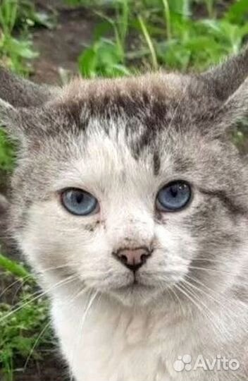 Голубоглазый Мурчик осиротел/выкинули ещё18котов