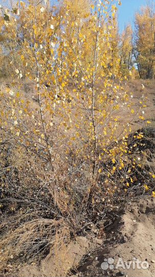 Саженцы тополя