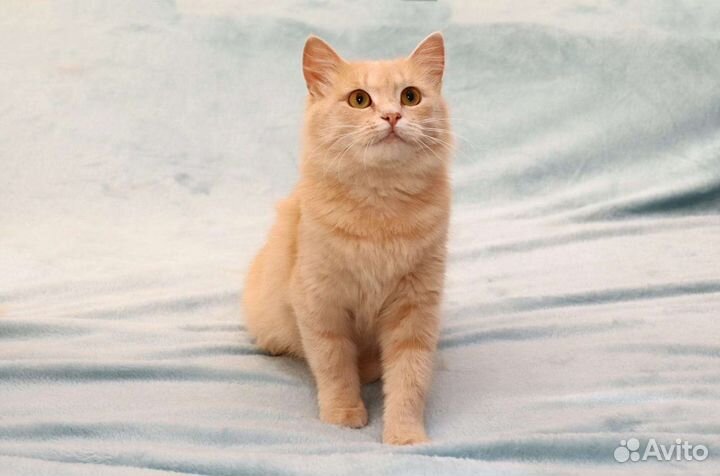 Котёнок, рыжая малышка Злата ищет семью