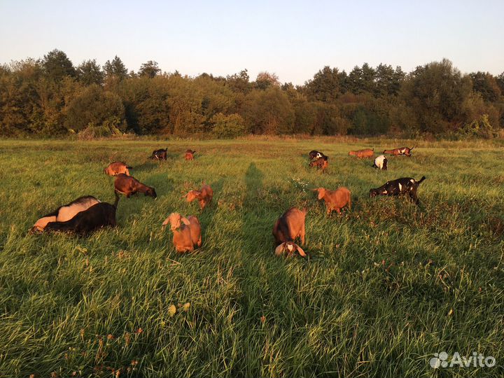 Козье молоко, сметана,творог, сыр, масло