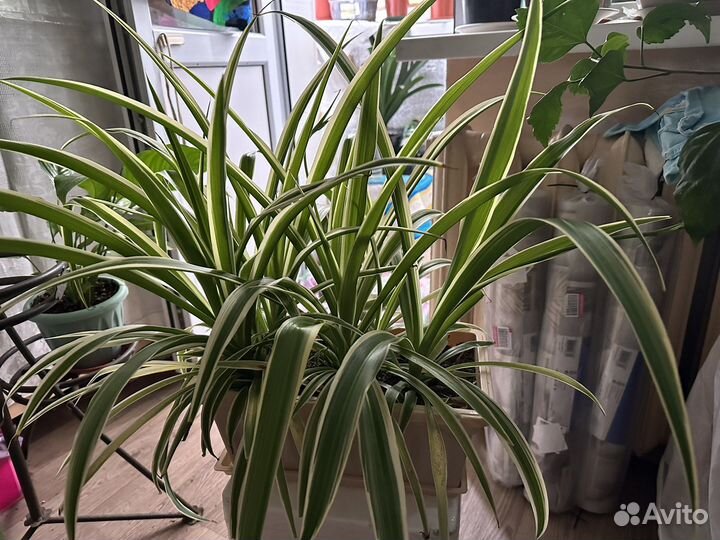 Хлорофитум комнатное растение