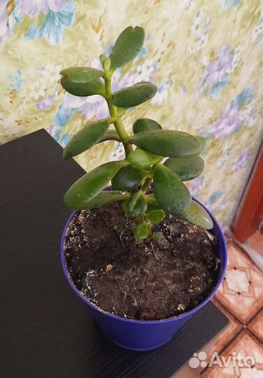 Толстянка денежное дерево в горшке